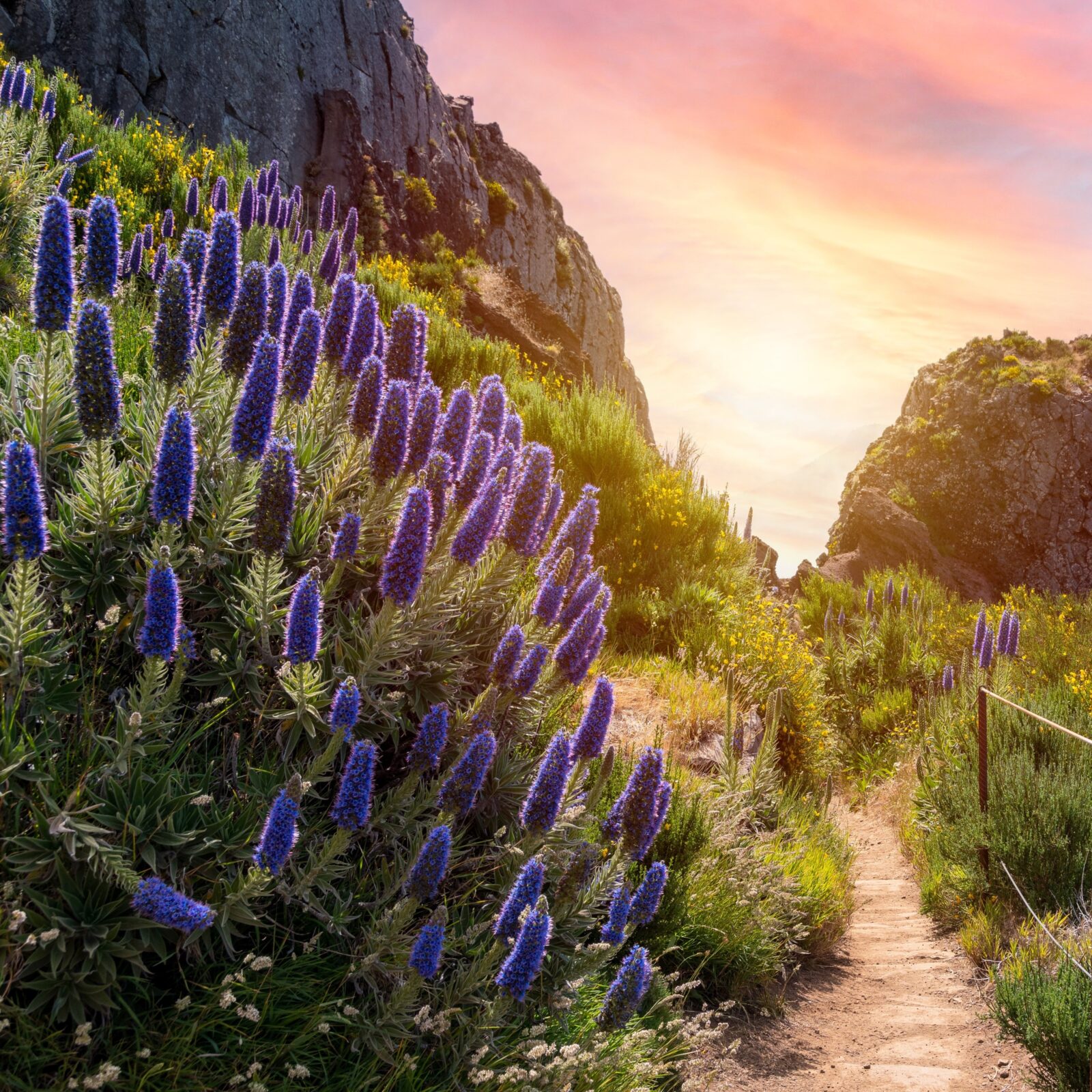 2027_Winterpause_Azoren_Seitenkopf