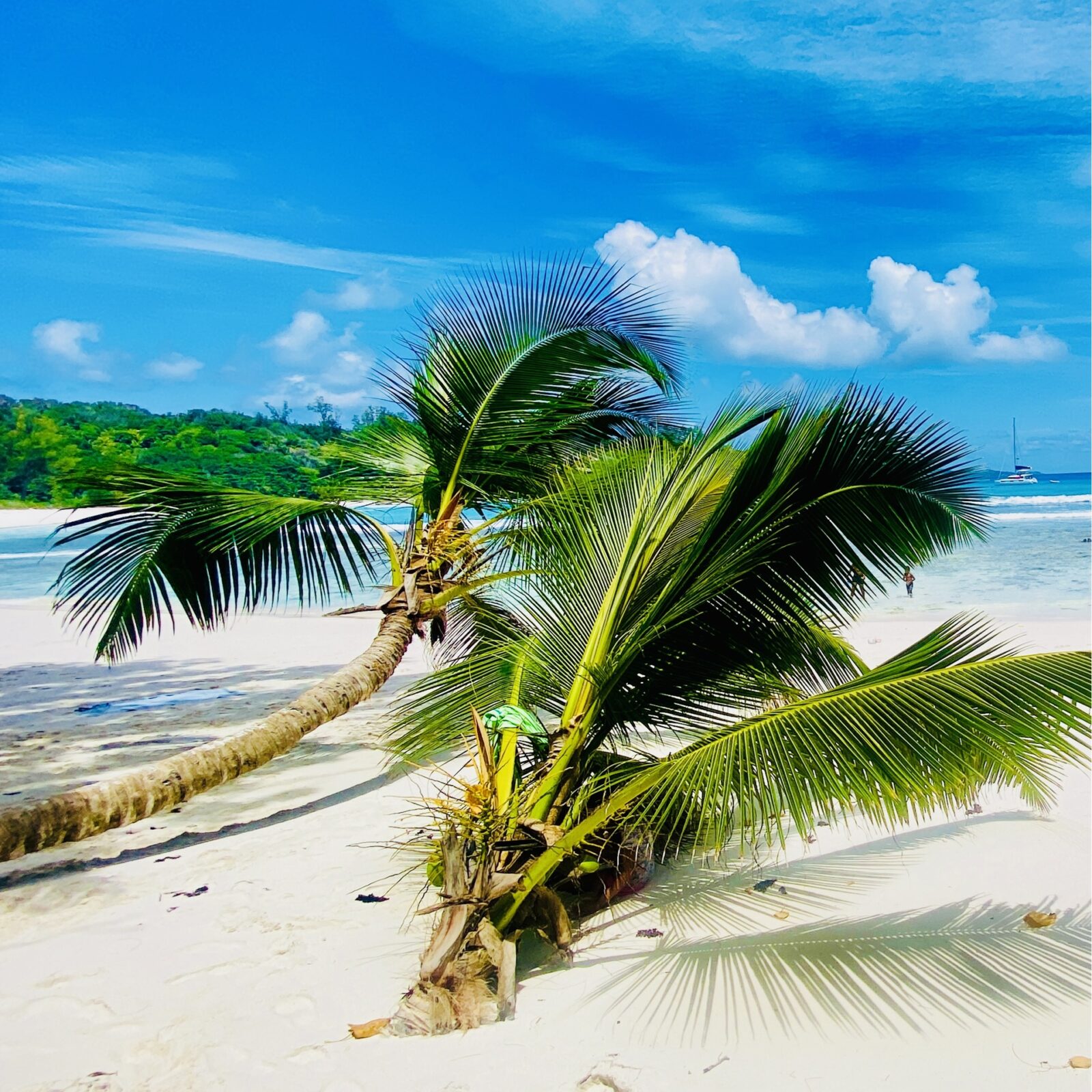 2028_Mauritius_Seychellen_Madagaskar_Seitenkopf