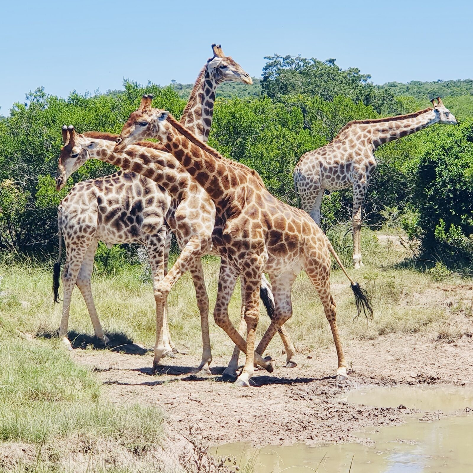 2028_Südafrika_Namibia_Seitenkopf